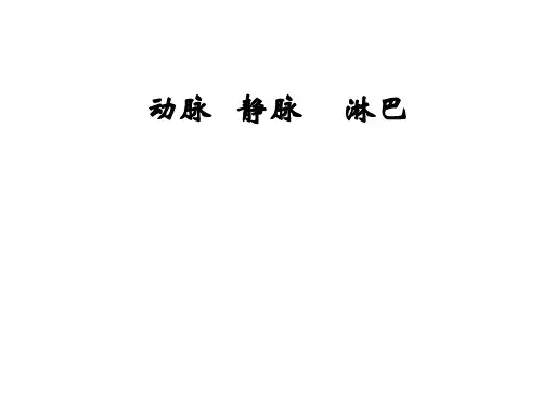 动脉、静脉、淋巴