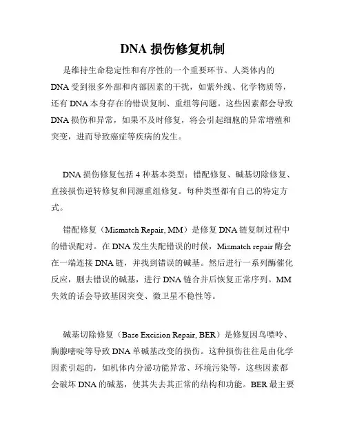 DNA 损伤修复机制