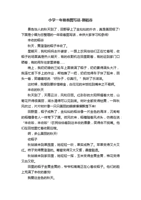 小学一年级看图写话-割稻谷