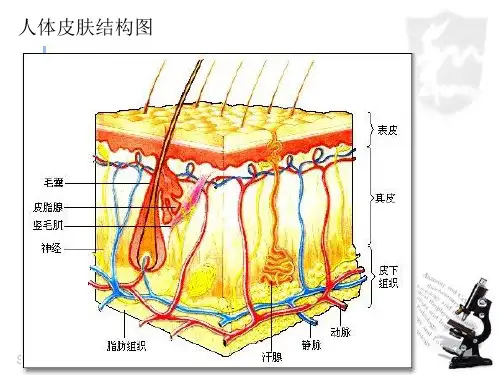 高中生物必修一  第一章  第二节课后题答案