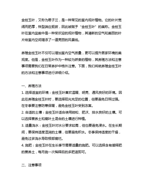 买回来的金枝玉叶的养殖方法和注意事项