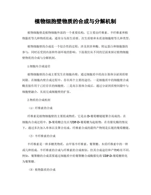 植物细胞壁物质的合成与分解机制