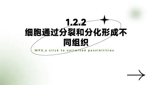 【2024新版本】济教七年级生物上册第一单元第二章第二节细胞通过分裂和分化形成不同组织课件