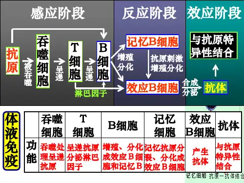 人体的第三道防线：体液免疫和细胞免疫的过程-PPT文档