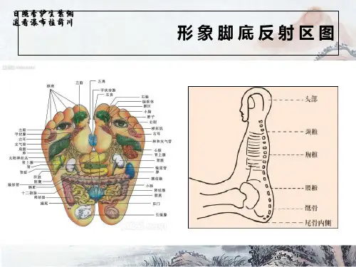 足诊足疗及手诊PPT幻灯片