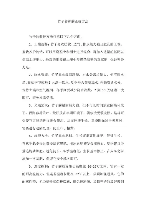竹子养护的正确方法