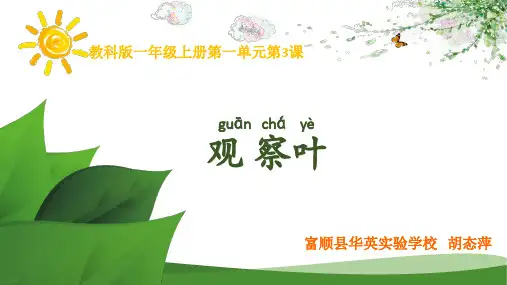 一年级上册科学课件《3观察叶》教科版14
