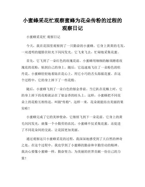 小学三年级作文小蜜蜂采花忙观察蜜蜂为花朵传粉的过程的观察日记