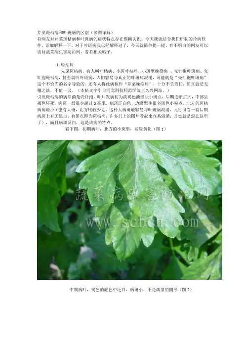 芹菜斑枯病和叶斑病的区别