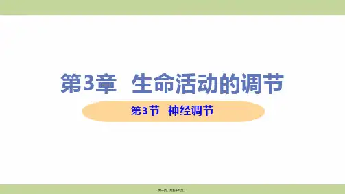 新浙教版八年级上册初中科学 第3节 神经调节 教学课件
