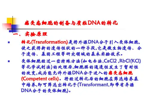 〖医学〗感受态细胞的制备与质粒DNA的转化