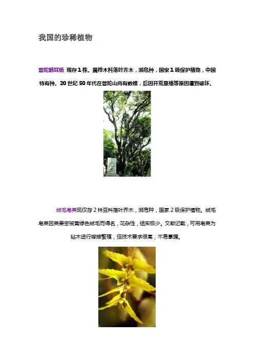 我国的珍稀植物