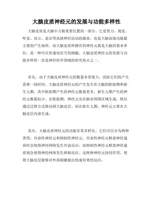 大脑皮质神经元的发展与功能多样性