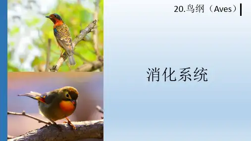 动物学鸟纲消化系统课件