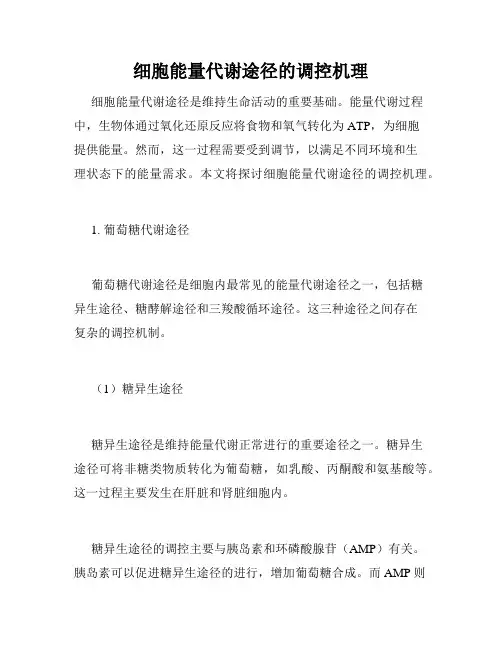 细胞能量代谢途径的调控机理
