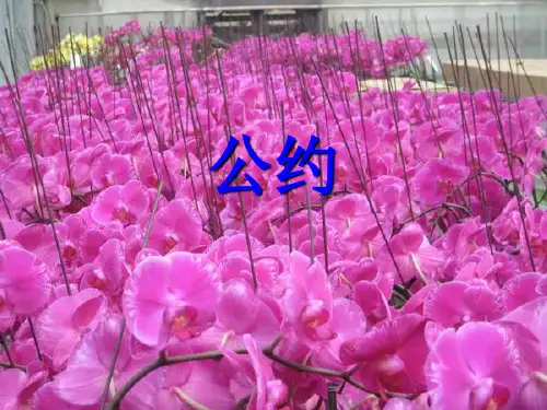 公约写作