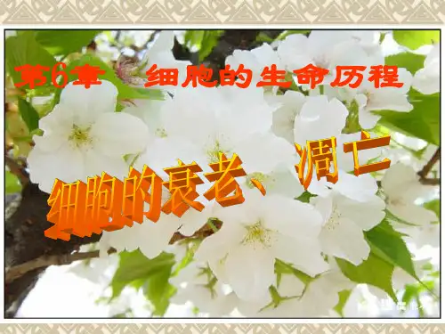 细胞的衰老和凋亡课件