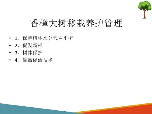 四旁绿化樟树大苗移植—樟树大树栽后养护管理(森林营造课件)