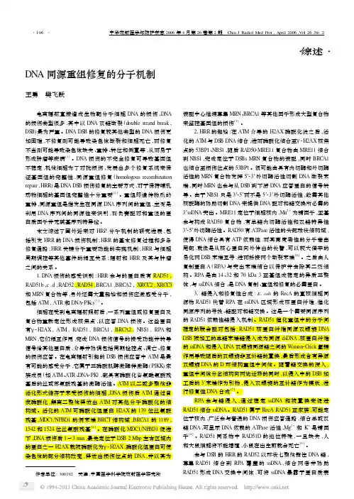 DNA同源重组修复的分子机制