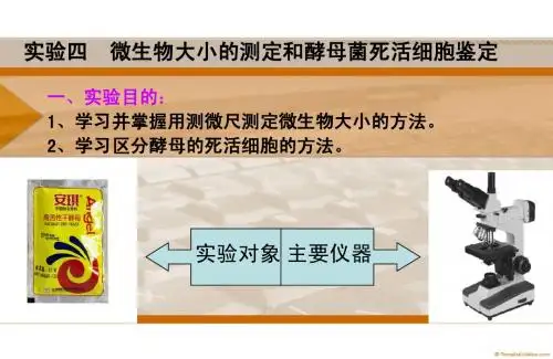 实验四  微生物大小的测定和酵母菌死活细胞鉴定