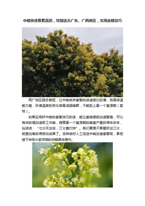 中蜂快速春繁高招，特别适合广东、广西地区，实用养蜂技巧