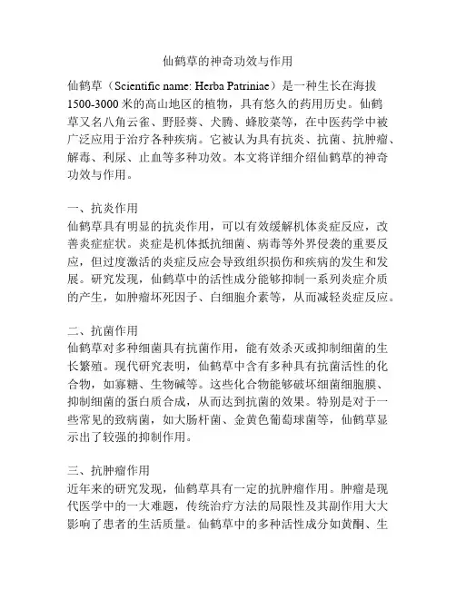 仙鹤草的神奇功效与作用