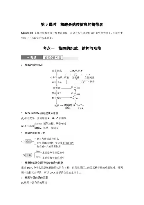 2024届高考一轮复习生物教案(苏教版)：核酸是遗传信息的携带者