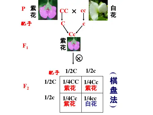 自由组合定律   