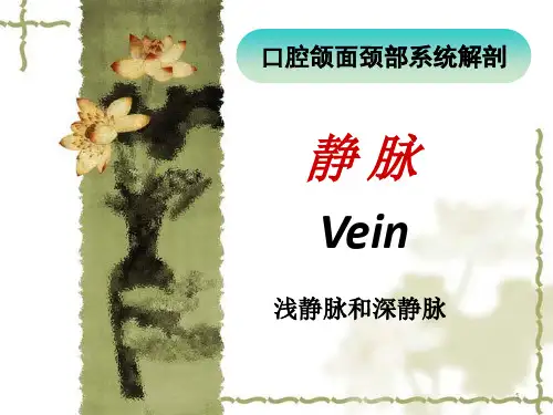 口腔解剖生理学 第八章(静脉)第九章(淋巴)