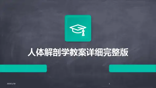 人体解剖学教案详细完整版