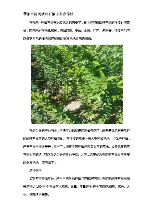 突尼斯软籽石榴树苗哪里买