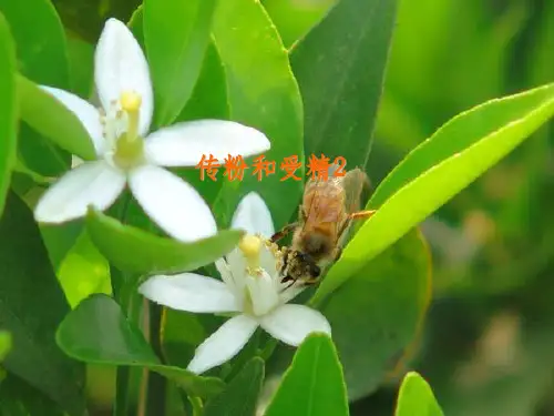 生物八年级上册第二节《传粉与受精