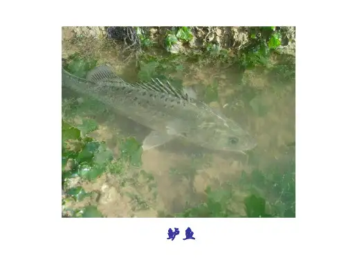 《钓鱼的启示》教学课件