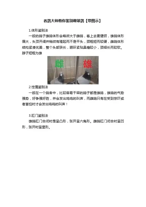 养鸽大师教你鉴别雌雄鸽【带图示】