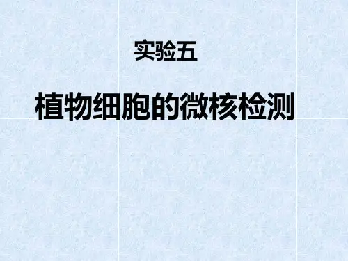 微核实验PPT