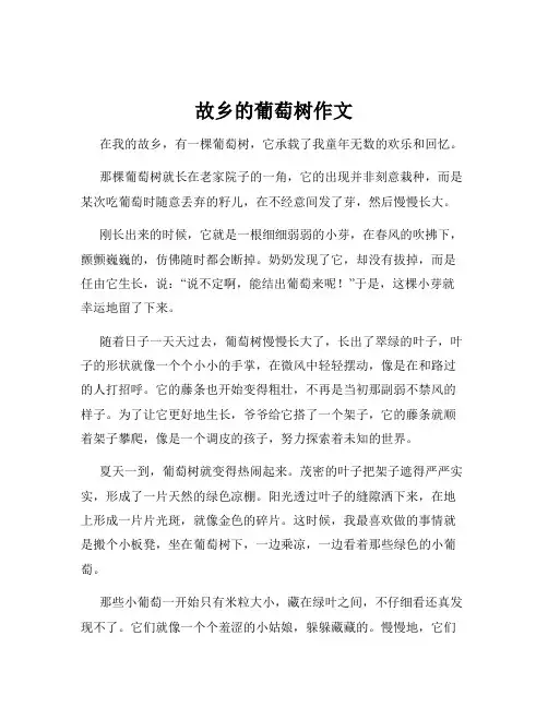 故乡的葡萄树作文