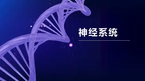 组织学与胚胎学-神经系统