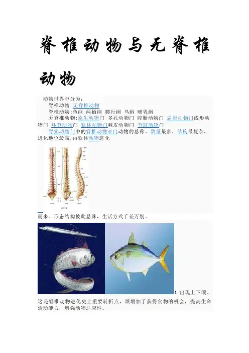 脊椎动物与无脊椎动物