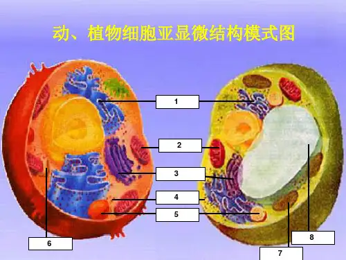 动、植物细胞亚显微结构模式