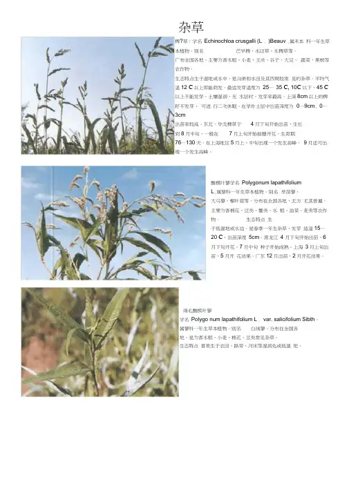 常见杂草大全