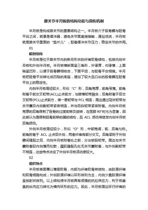 膝关节半月板的结构功能与损伤机制