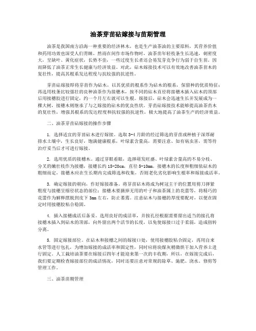 油茶芽苗砧嫁接与苗期管理