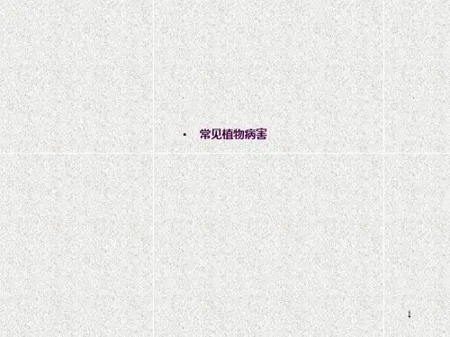常见病虫害ppt课件