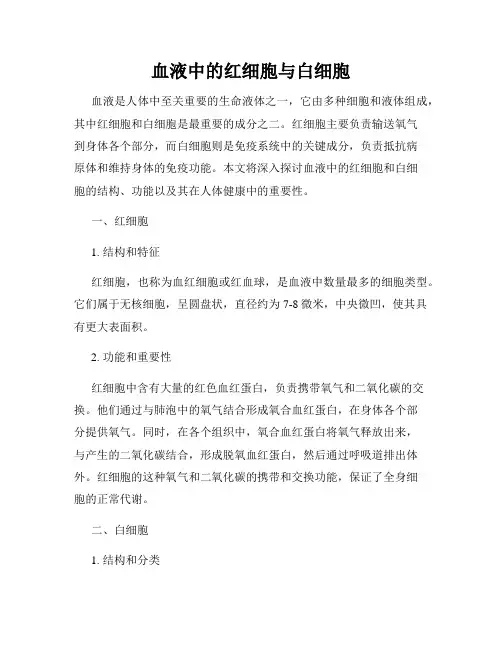 血液中的红细胞与白细胞