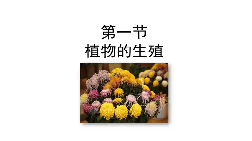 植物的生殖PPT课件