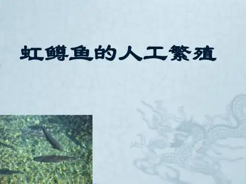 虹鳟的培养