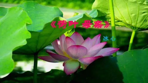 《散文诗二首——荷叶-母亲》ppt课件