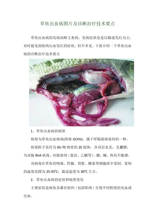 草鱼出血病图片及诊断治疗技术要点