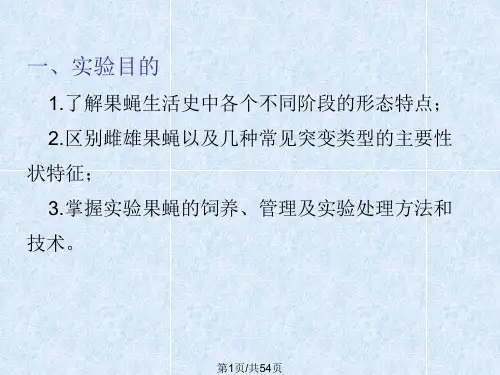 果蝇的性状生活史观察及饲养PPT课件