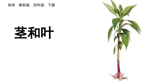 小学科学课件：茎和叶
